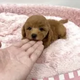 トイプードル(トイ)