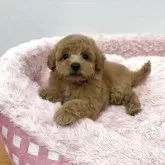 トイプードル(トイ)