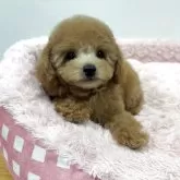 トイプードル(トイ)