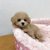 トイプードル(タイニー)