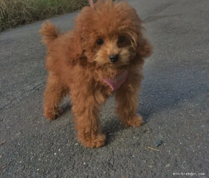 ID：1508-01244の子犬
