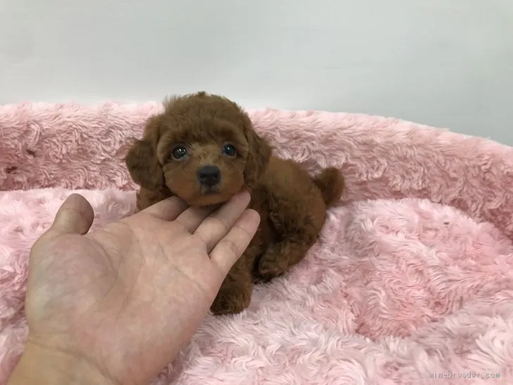 ID:1909-00272の子犬