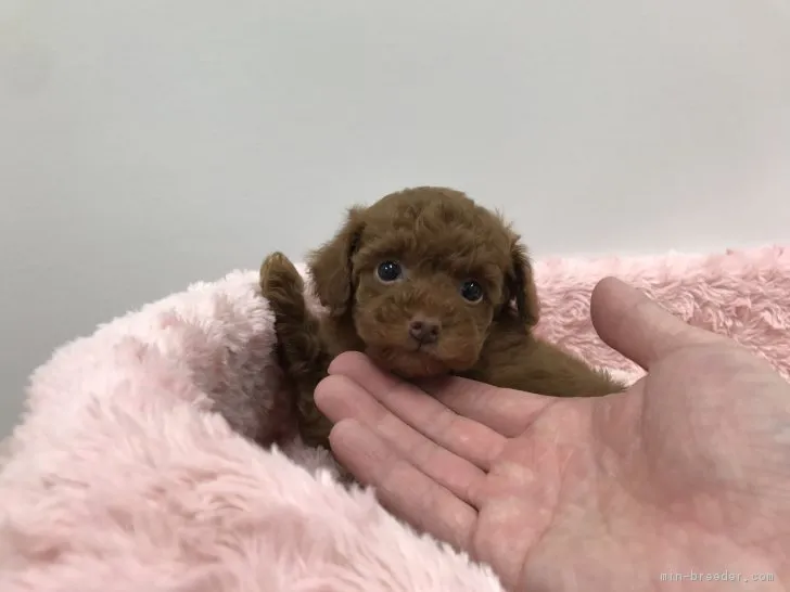 ID:1902-00710の子犬