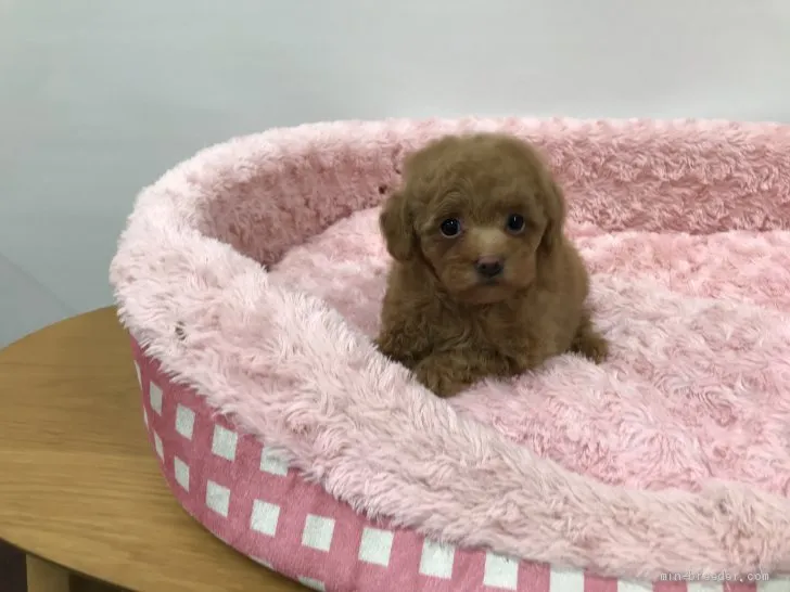 ID：2103-00737の子犬