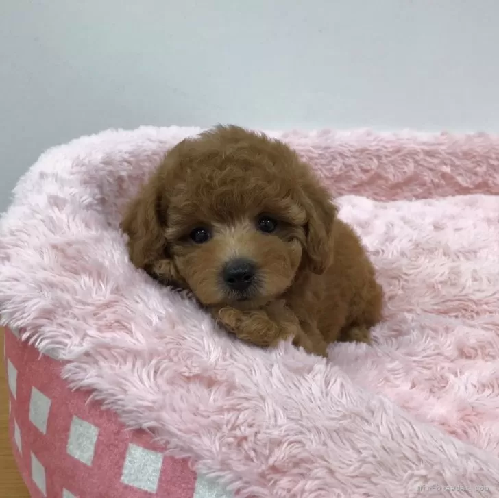 ID：2405-01916の子犬