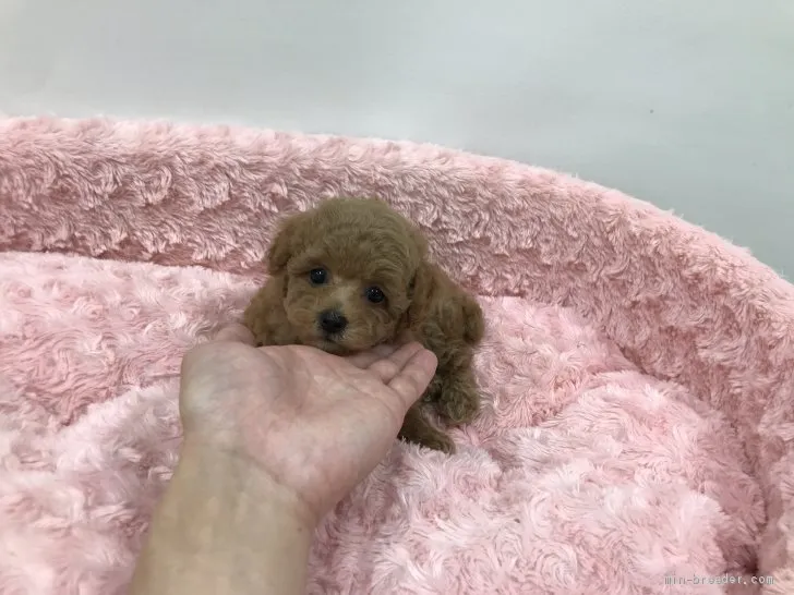 ID：2106-02745の子犬