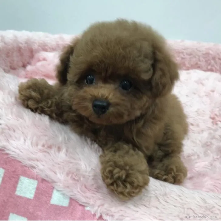 ID：2206-02640の子犬