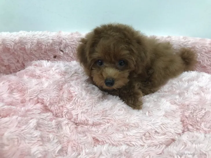 ID:2108-00849の子犬