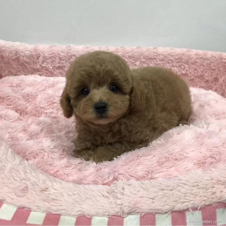ID:2312-04906の子犬