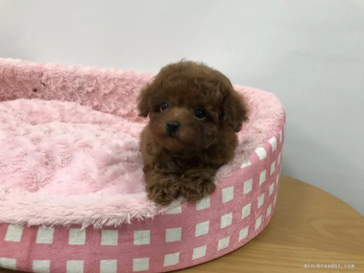 ID:2104-02948の子犬