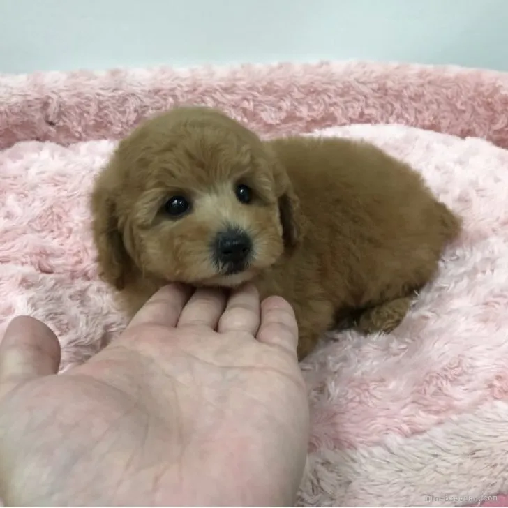 ID:2305-00792の子犬
