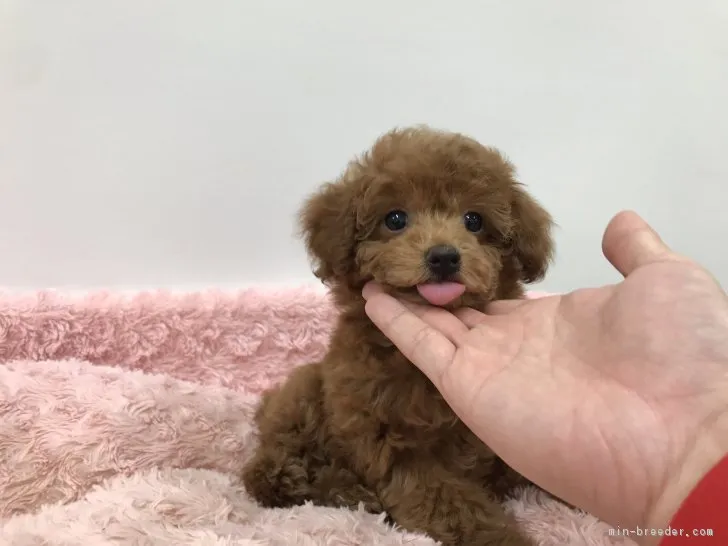 ID：1812-01676の子犬