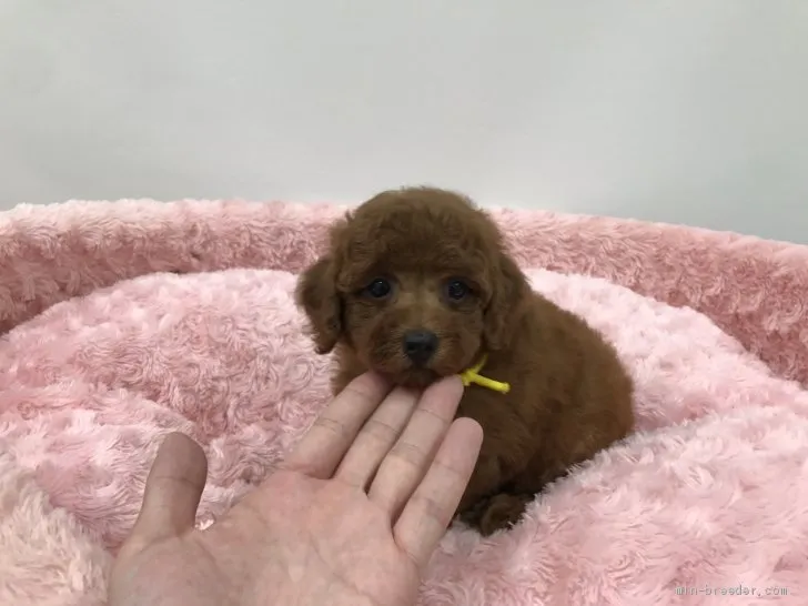 ID:1908-00057の子犬
