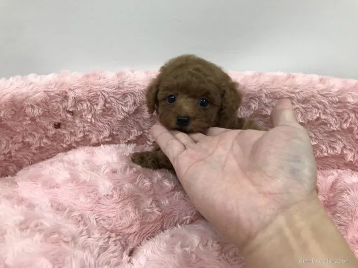 ID:2012-01260の子犬