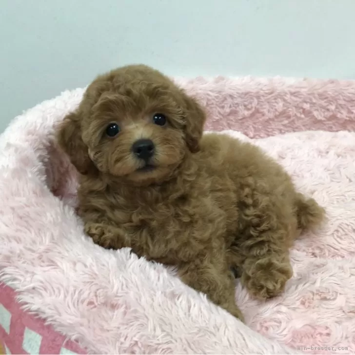 ID：2406-05412の子犬