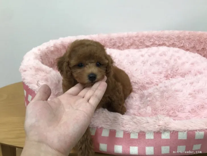 ID:1907-01939の子犬