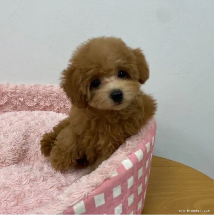 ID：2309-03152の子犬