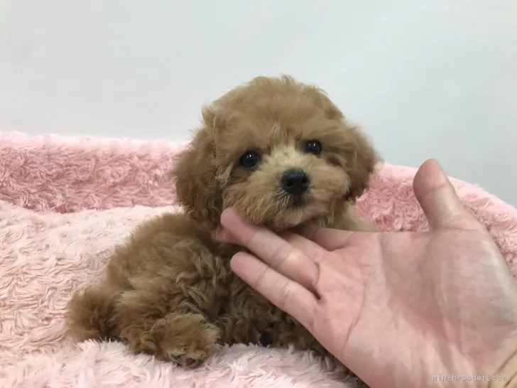ID:1811-02765の子犬