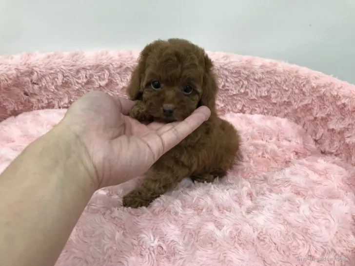 ID：2106-02763の子犬