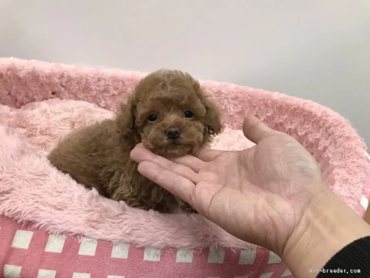 ID:1904-01184の子犬