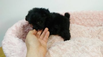 チワワ(母)✖︎トイプードル(父)【岐阜県・男の子・2018年11月12日・ブラック】の写真「スタイル抜群のイケメン君です。」
