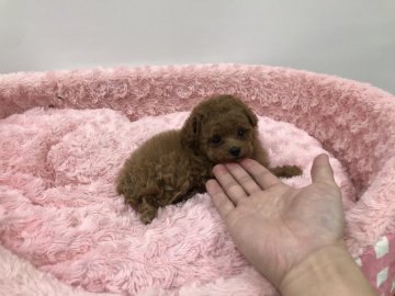 トイプードル(ティーカップ)【岐阜県・女の子・2020年2月17日・アプリコット】の写真「サイズも顔もオールパーフェクトなお姫様です」