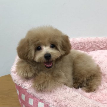 トイプードル(タイニー)【岐阜県・男の子・2023年11月11日・クリーム】の写真「ワンワンワンワンの日に誕生したイケメン王子様です。」