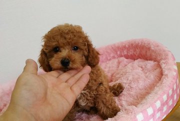 トイプードル(タイニー)【岐阜県・男の子・2017年5月20日・アプリコット】の写真「少し甘えん坊のイケメン君です」