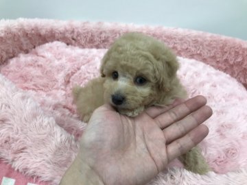 トイプードル(タイニー)【岐阜県・男の子・2020年2月9日・クリーム】の写真「とても綺麗なカラーが素敵な王子様です」