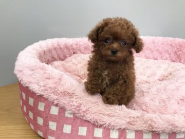 トイプードル(ティーカップ)【岐阜県・男の子・2017年10月21日・レッド】の写真「当犬舎始まって以来の最小サイズのドワーフです」