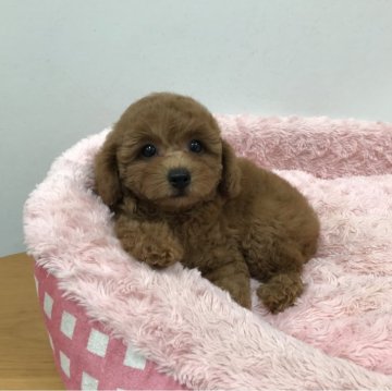 トイプードル(トイ)【岐阜県・女の子・2024年4月13日・レッド】の写真「パッと開く大きな瞳が綺麗なお姫様です！」