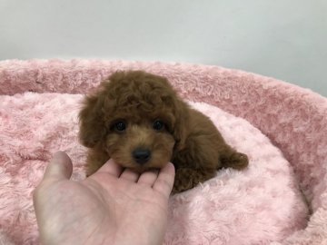 トイプードル(トイ)【岐阜県・男の子・2022年1月29日・レッド】の写真「女の子みたいな見た目の可愛い王子様です」