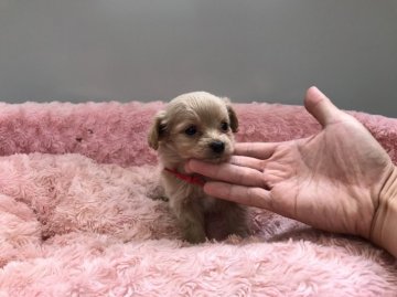 トイプードル×チワワ【岐阜県・女の子・2017年9月6日・クリーム】の写真「お目目がクリクリで、色素もしっかりと真っ黒です。」