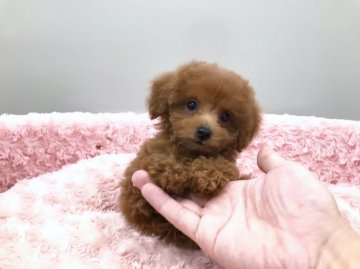 トイプードル(ティーカップ)【岐阜県・女の子・2018年6月22日・レッド】の写真「極小サイズの美人なお姫様です。」