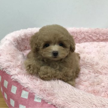 トイプードル(タイニー)【岐阜県・女の子・2024年4月20日・アプリコット】の写真「つぶらな瞳がキュートな小さなお姫様です！」