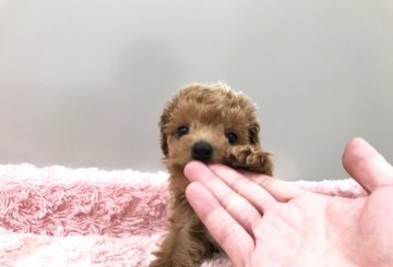 トイプードル(ティーカップ)【岐阜県・男の子・2018年1月1日・アプリコット】の写真「小振りな色素真っ黒のティーカップ王子様です」