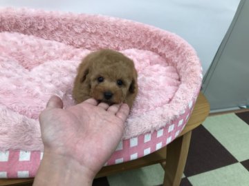 トイプードル(タイニー)【岐阜県・男の子・2020年10月18日・アプリコット】の写真「つぶらな瞳がとてもお似合いな王子様です」