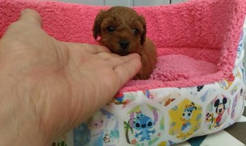 トイプードル(ティーカップ)【岐阜県・女の子・2017年11月10日・レッド】の写真「ハイセンスでキュートなお姫様です」