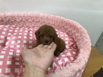 トイプードル(タイニー)【岐阜県・女の子・2020年7月6日・レッド】の写真「ムチッとしたコロコロボディのお姫様です。」