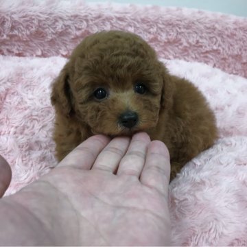 トイプードル(タイニー)【岐阜県・男の子・2024年3月27日・レッド】の写真「トイプードルちゃんのモデルのような王子様です。」