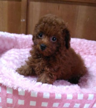 トイプードル(タイニー)【岐阜県・男の子・2016年4月17日・レッド】の写真「文句無しのイケメンドワーフです」