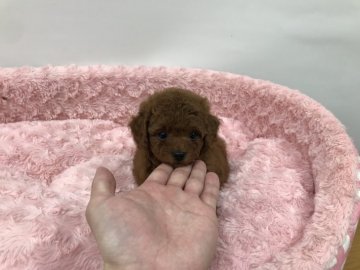 トイプードル(トイ)【岐阜県・女の子・2021年1月10日・レッド】の写真「ムチコロモフの三拍子の可愛いお姫様です」