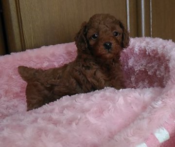 トイプードル(タイニー)【岐阜県・男の子・2016年10月1日・レッド】の写真「め力が抜群です」