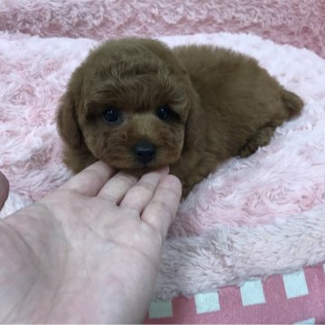 トイプードル(トイ)【岐阜県・男の子・2024年1月6日・レッド】の写真「キリッとしたお顔で洋風な雰囲気のイケメンくんです。」