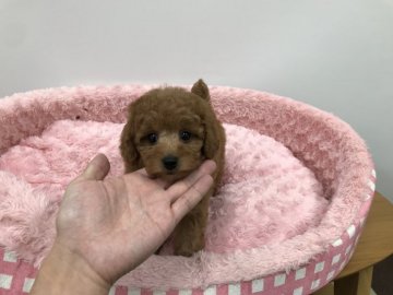 トイプードル(タイニー)【岐阜県・女の子・2019年11月21日・レッド】の写真「キラキラ光る大きな瞳が魅力のお姫様です。」