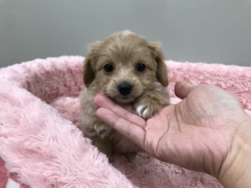 トイプードル(父)✖️チワワ(母)【岐阜県・男の子・2019年2月27日・クリーム】の写真「誰しもが認めるイケメン君です」