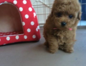 トイプードル(ティーカップ)【岐阜県・女の子・2015年12月29日・レッド】の写真「コロコロのリトルプリンセスです」