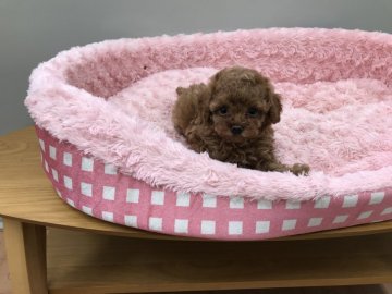 トイプードル(ティーカップ)【岐阜県・女の子・2018年4月27日・レッド】の写真「小振りでクリクリのお目目が魅力なお姫様です」