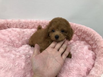 トイプードル(タイニー)【岐阜県・女の子・2019年6月10日・レッド】の写真「元気と愛嬌を兼ね備えた可愛いお姫様です。」