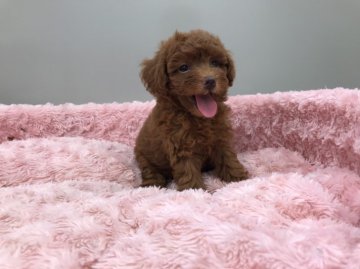 トイプードル(タイニー)【岐阜県・男の子・2018年6月17日・レッド】の写真「お目めパッチリ、気品漂うイケメン王子様です」